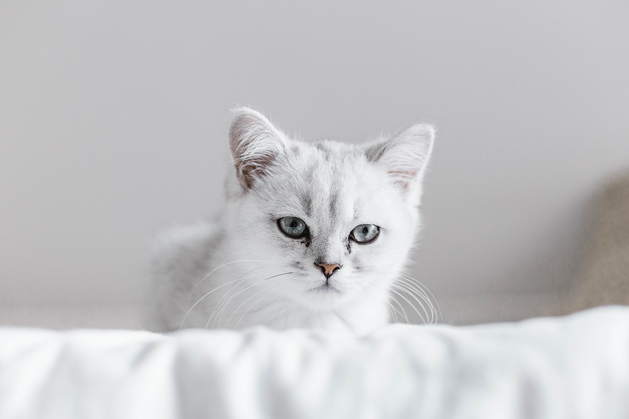 The Unique Features of Scottish Fold Cats